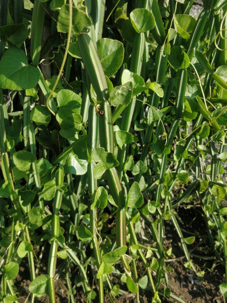 Asthisamdhani Hadjod plant