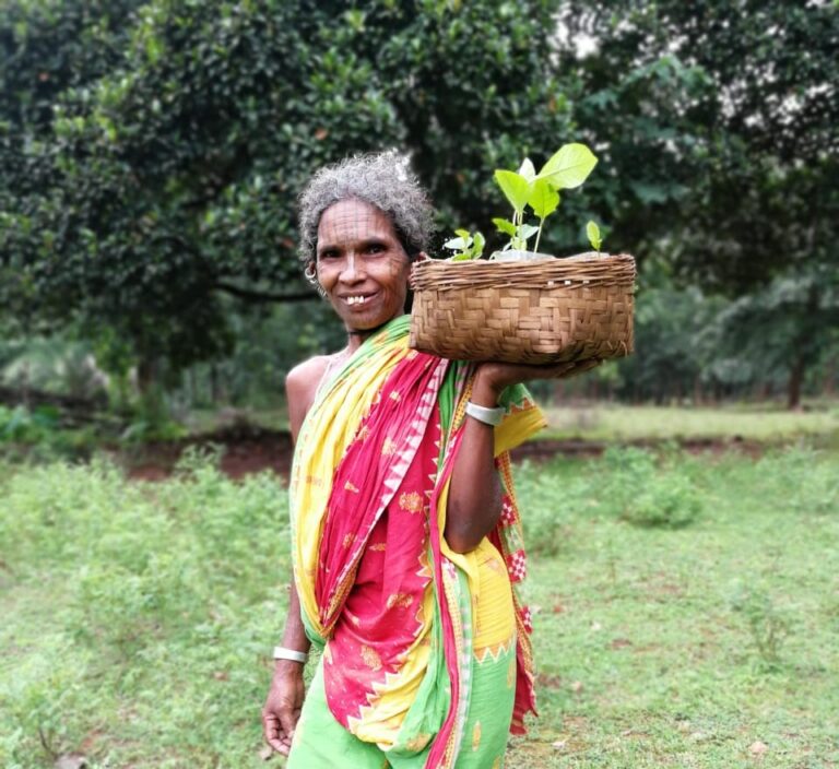 Mahua plantation by trible women