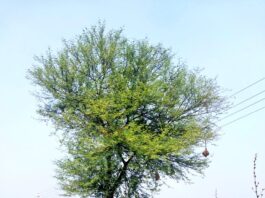 Babul tree