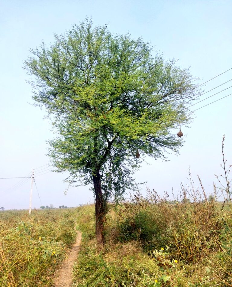 Babul tree