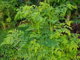 Moringa tree